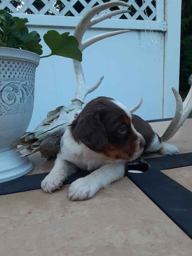 English Springer Spaniel Puppies media 2
