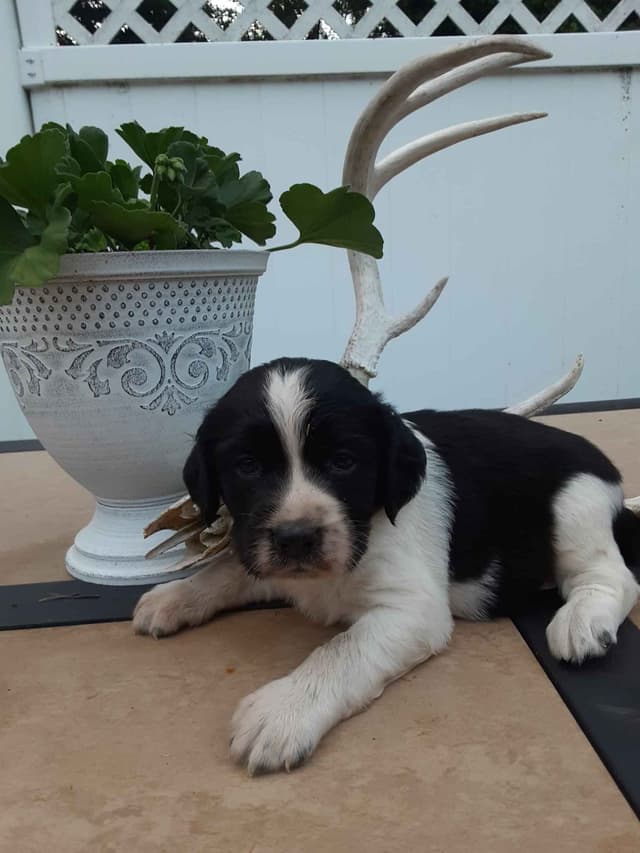 English Springer Spaniel Puppies media 6