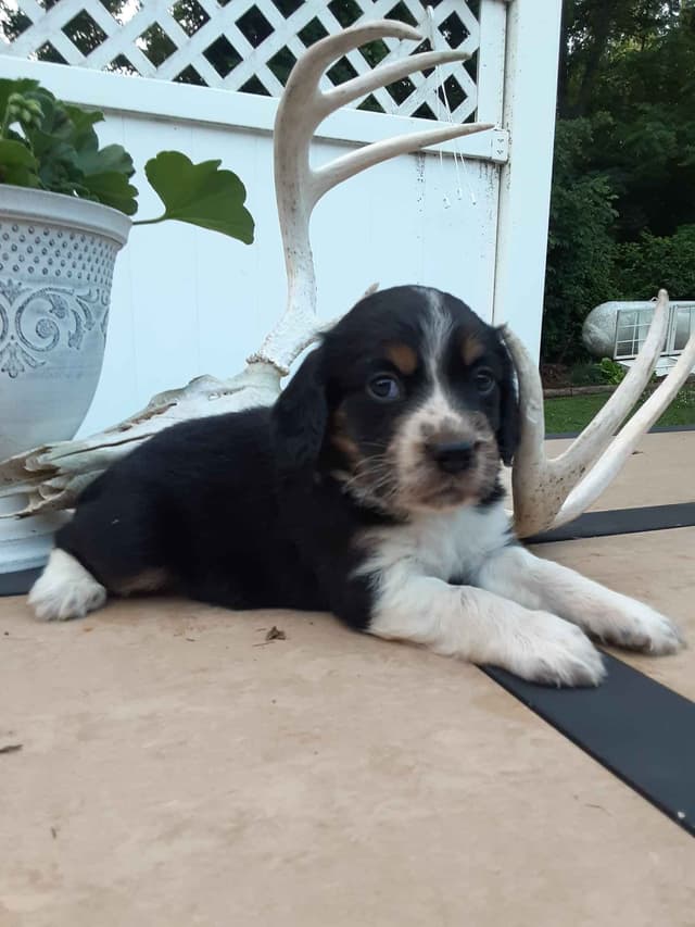 English Springer Spaniel Puppies media 4