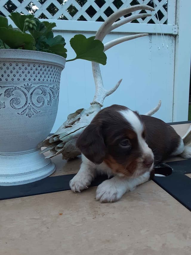 English Springer Spaniel Puppies media 7