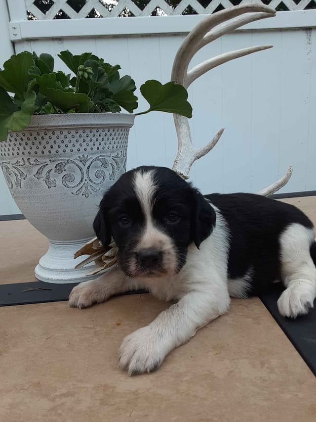 English Springer Spaniel Puppies media 8