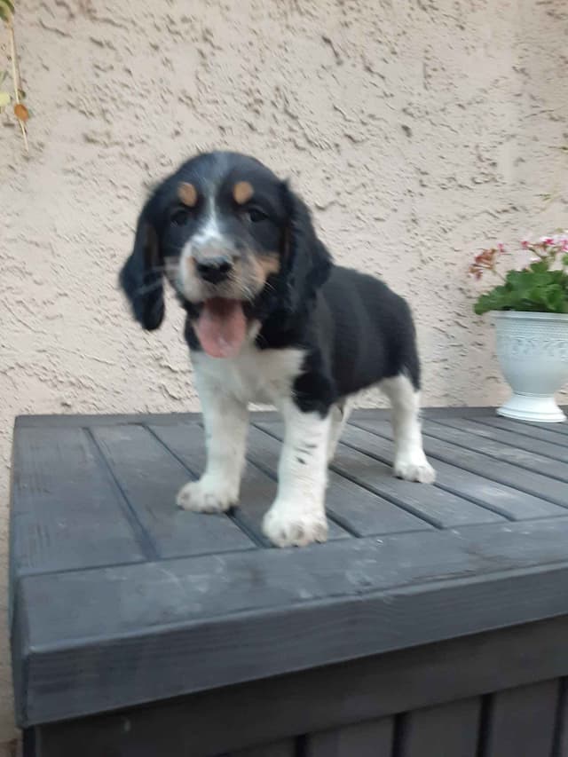 English Springer Spaniel Puppies media 9
