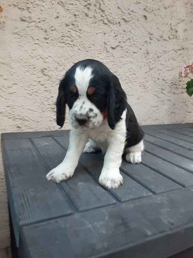 English Springer Spaniel Puppies media 10