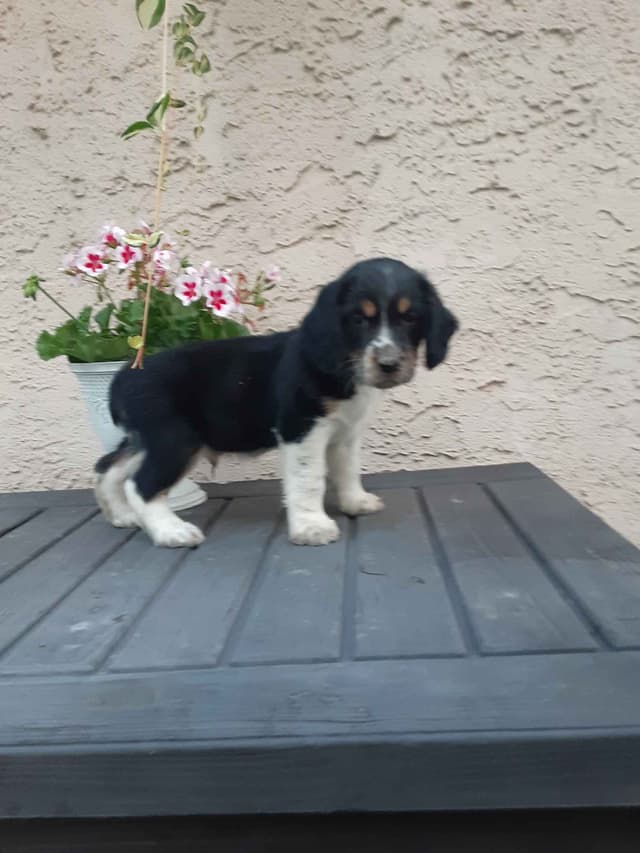 English Springer Spaniel Puppies media 11