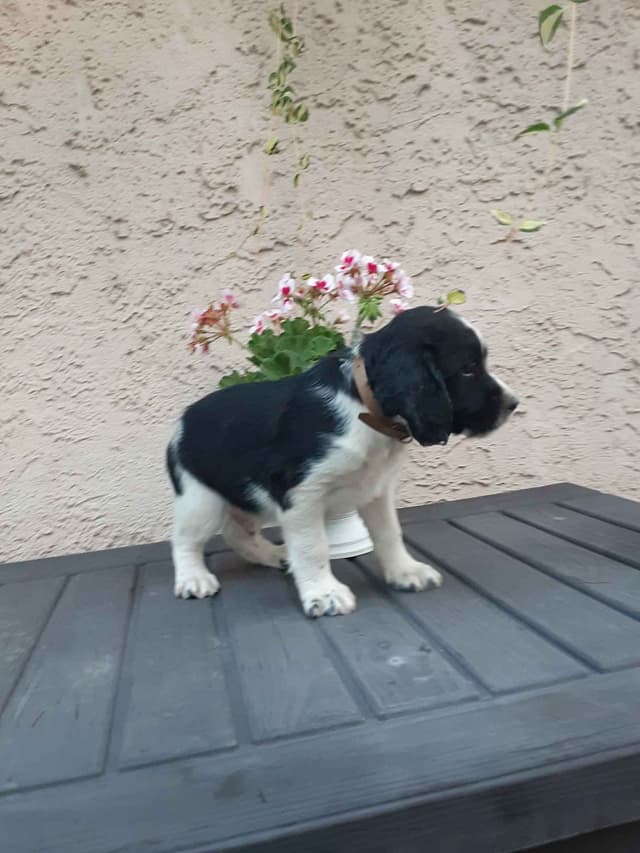 English Springer Spaniel Puppies media 13
