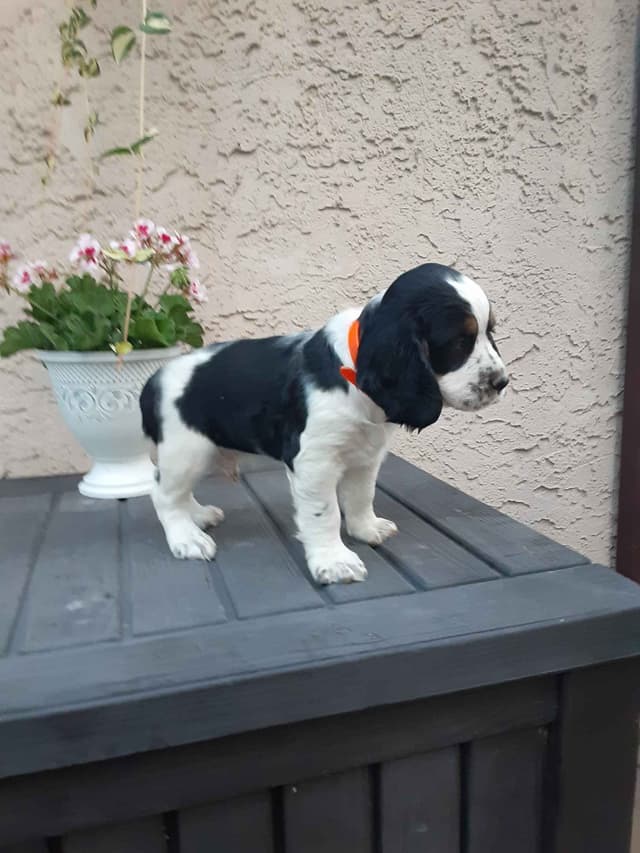 English Springer Spaniel Puppies media 12