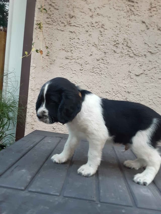 English Springer Spaniel Puppies media 14