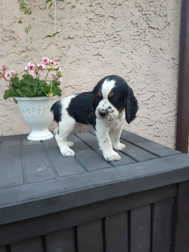 English Springer Spaniel Puppies media 16