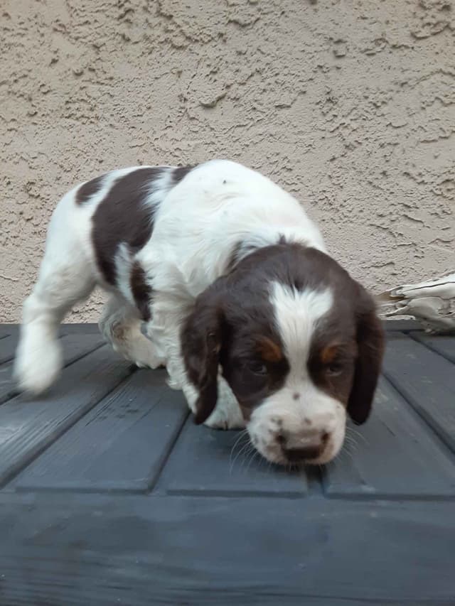 English Springer Spaniel Puppies media 15