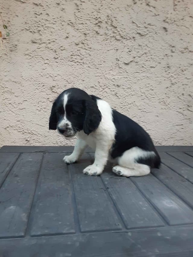 English Springer Spaniel Puppies media 17