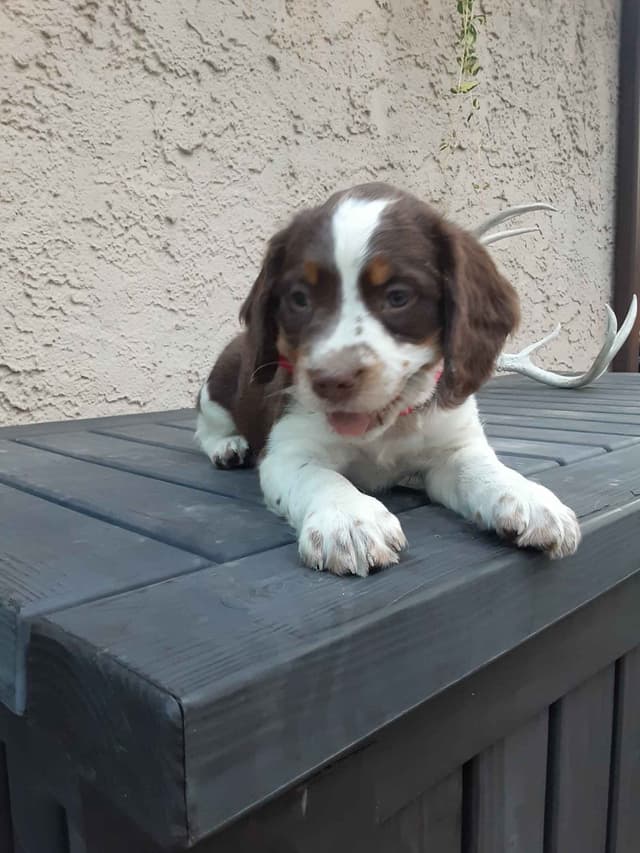 English Springer Spaniel Puppies media 18