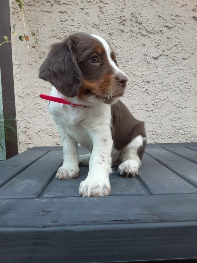 English Springer Spaniel Puppies media 19
