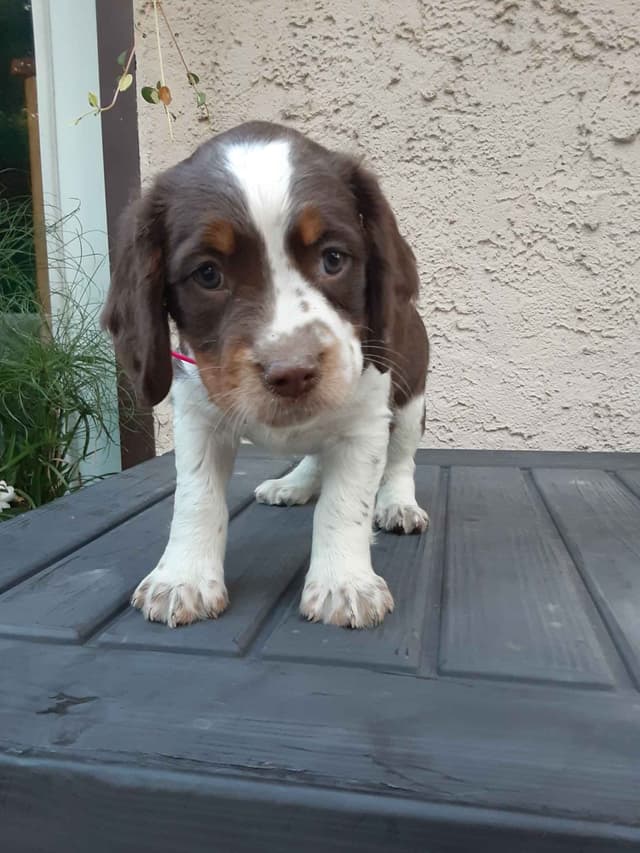 English Springer Spaniel Puppies media 21