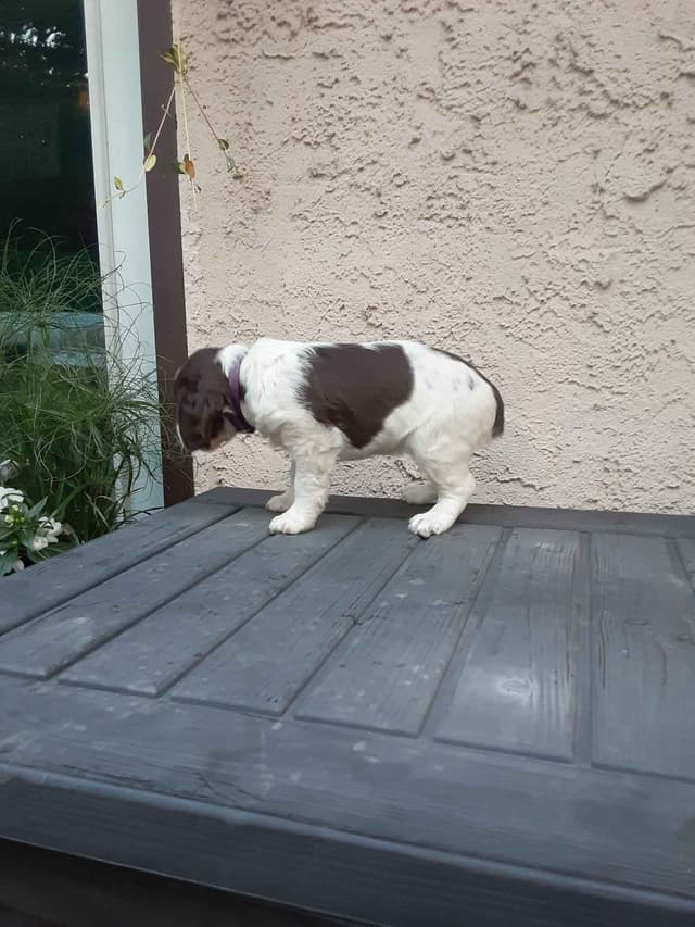 English Springer Spaniel Puppies media 22
