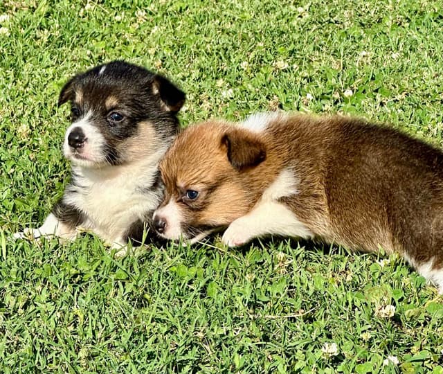 Pembroke Welsh Corgi Puppies media 3