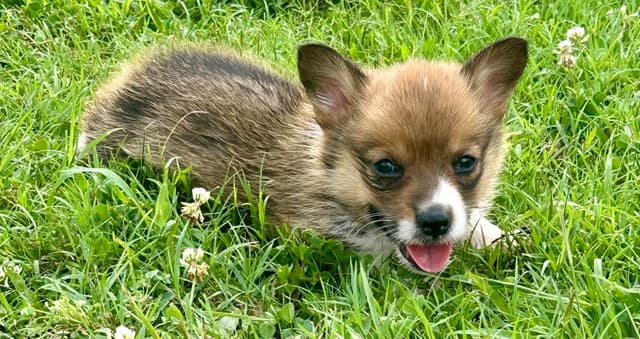 Pembroke Welsh Corgi Puppies media 5
