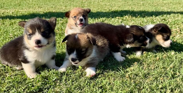 Pembroke Welsh Corgi Puppies media 6