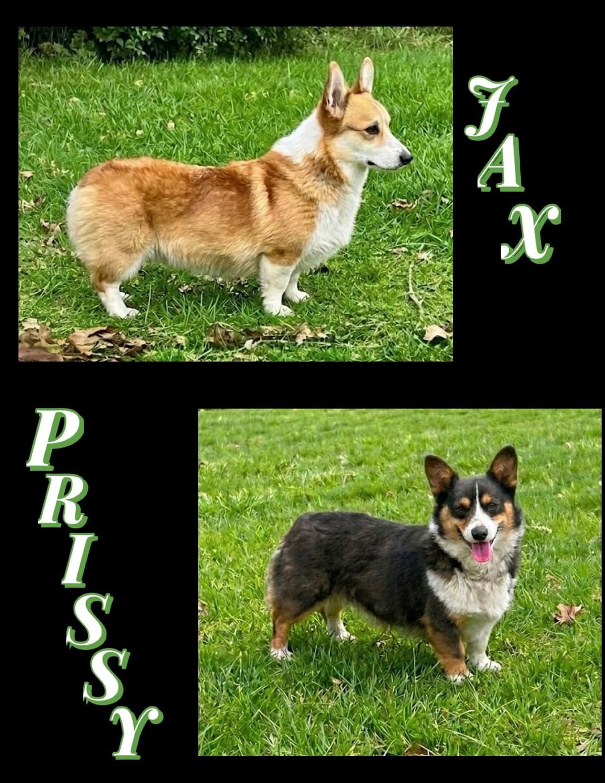 Pembroke Welsh Corgi Puppies breeder image 2