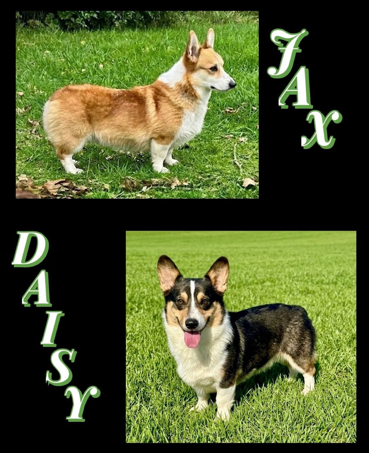 Pembroke Welsh Corgi Puppies breeder image 3