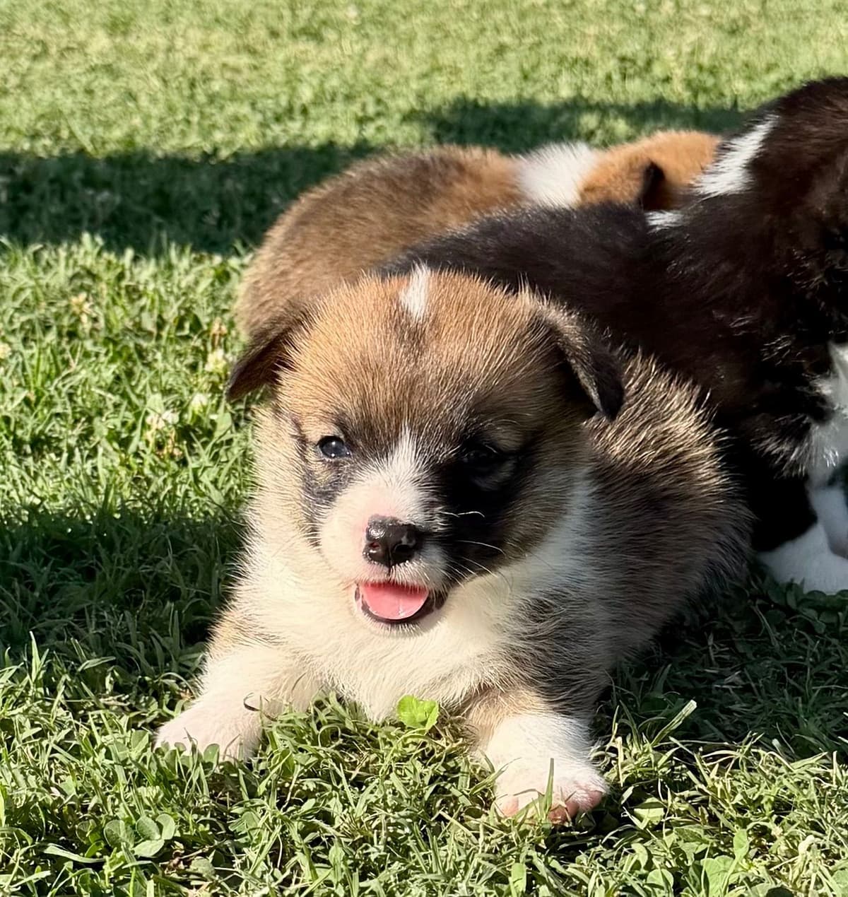 Pembroke Welsh Corgi Puppies breeder image 5