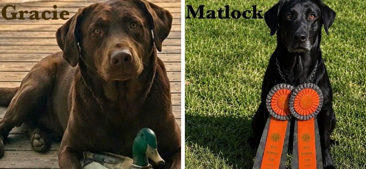 Old Lake Labradors breeder image 1