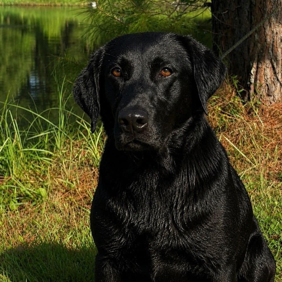 Old Lake Labradors breeder image 3