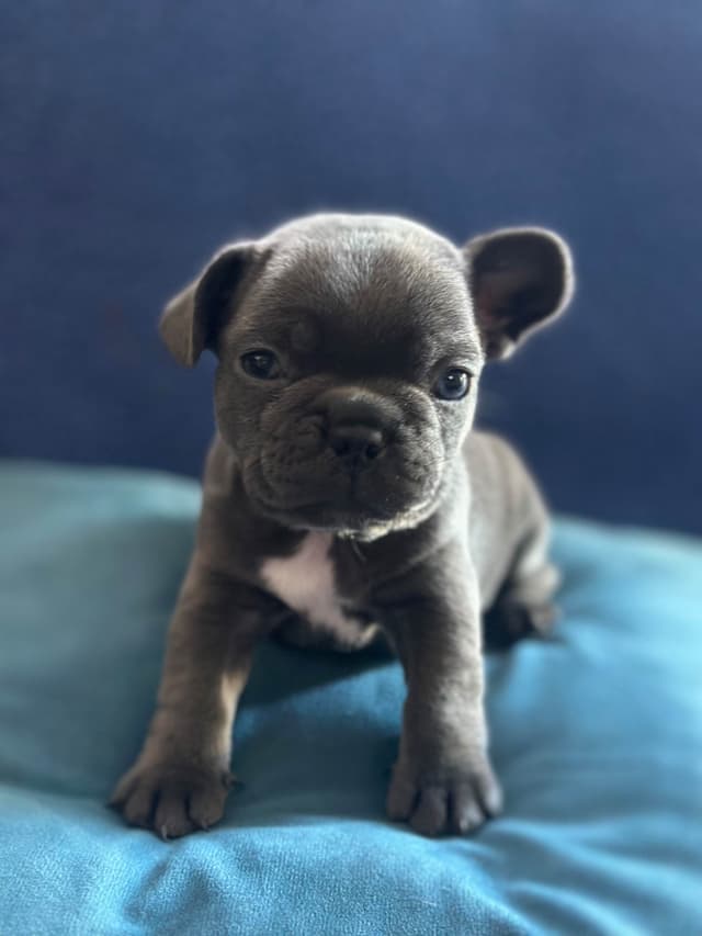French Bulldog Puppies media 2