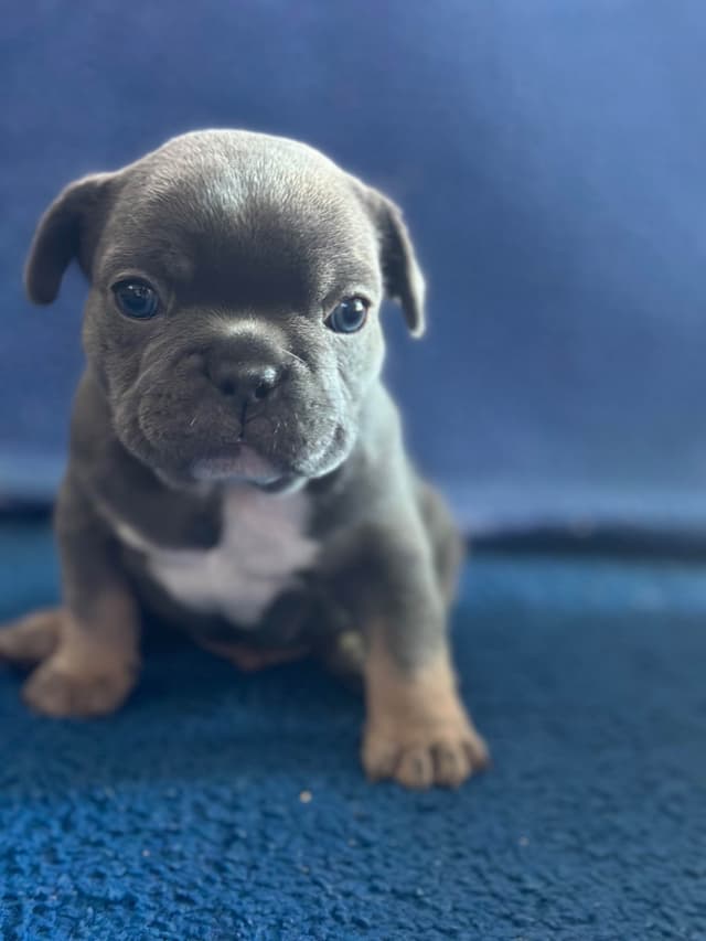 French Bulldog Puppies media 3