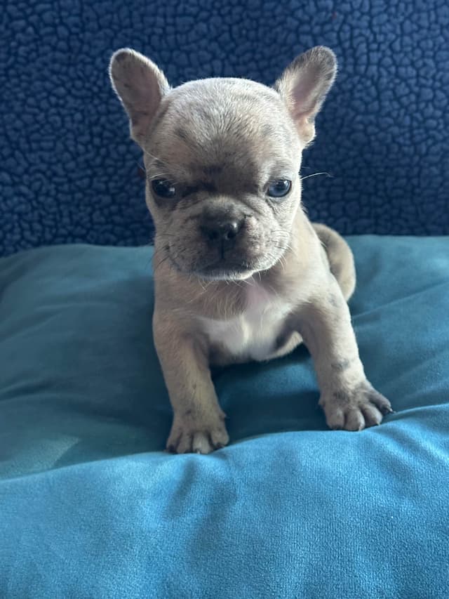 French Bulldog Puppies media 5