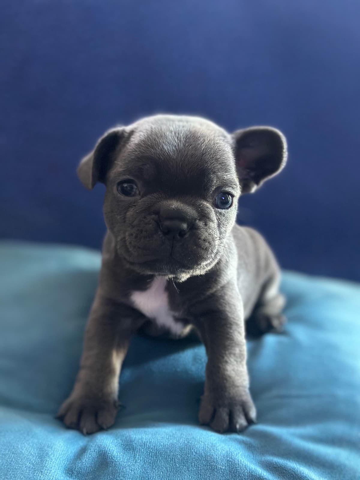 French Bulldog Puppies breeder image 2