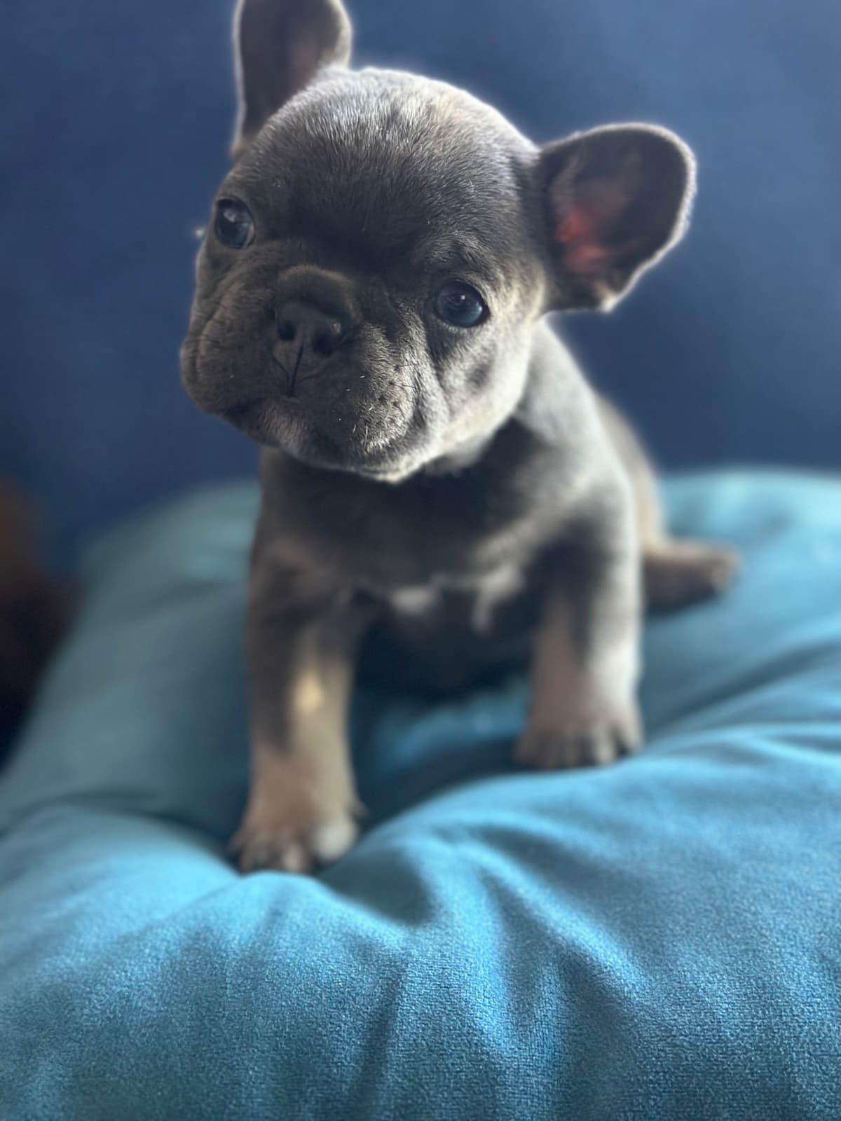 French Bulldog Puppies breeder image 4