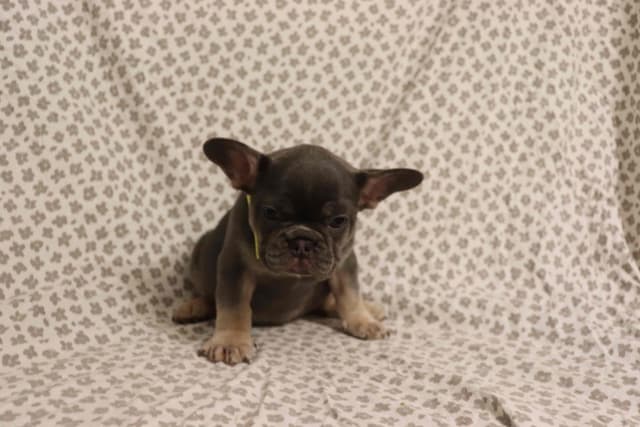 French Bulldog Puppies media 2