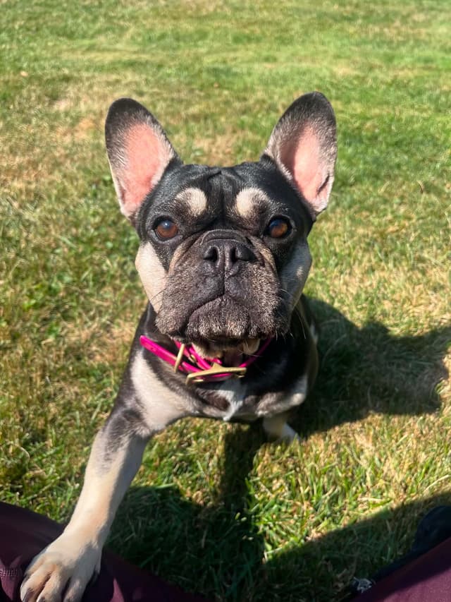 French Bulldog Puppies media 3