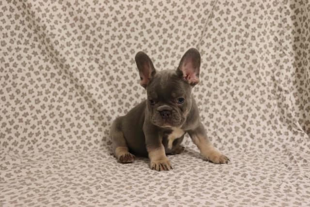 French Bulldog Puppies media 4