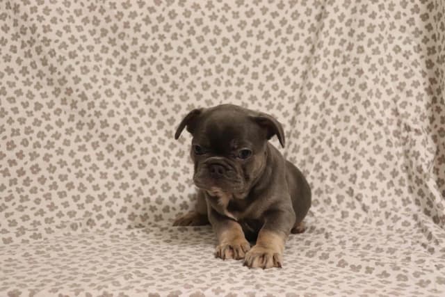 French Bulldog Puppies media 5