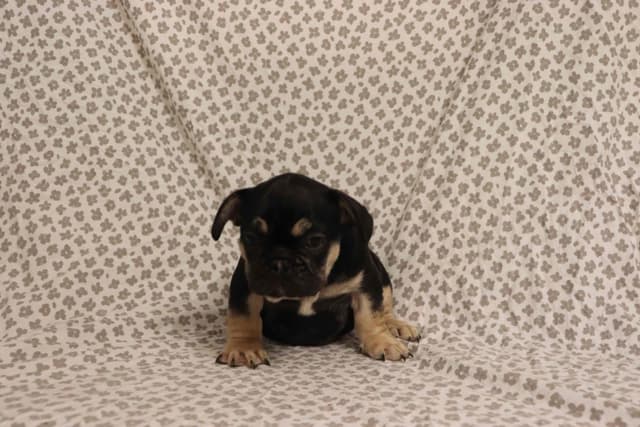 French Bulldog Puppies media 6