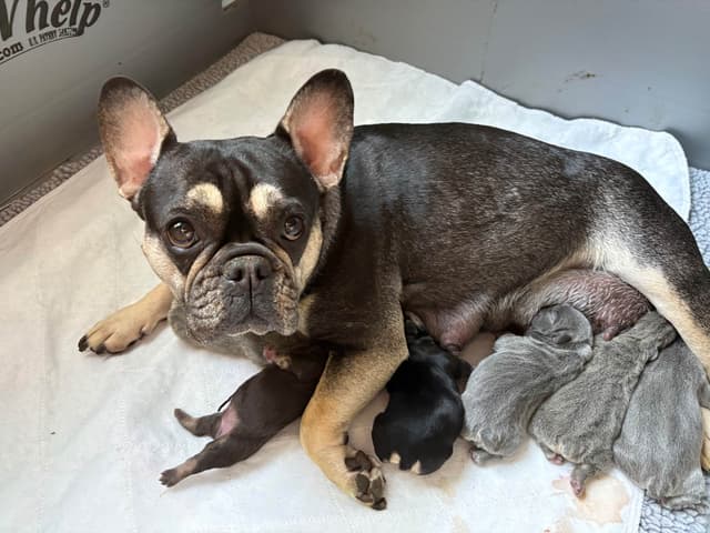 French Bulldog Puppies media 7
