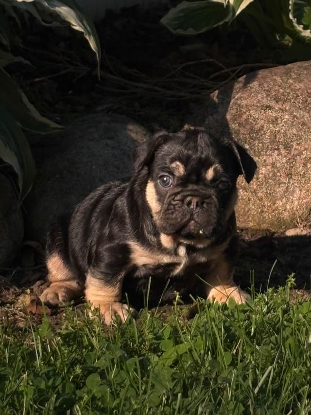 French Bulldog Puppies media 9