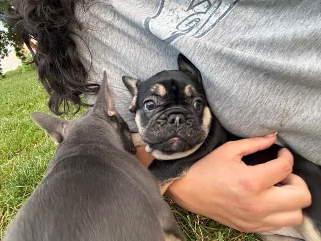 French Bulldog Puppies media 8