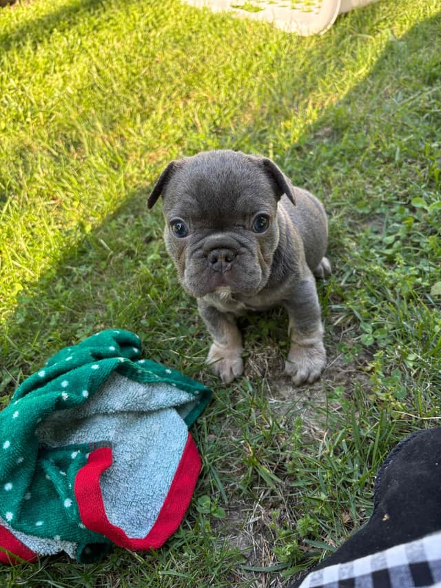 French Bulldog Puppies media 10