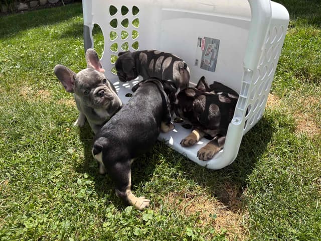French Bulldog Puppies media 11