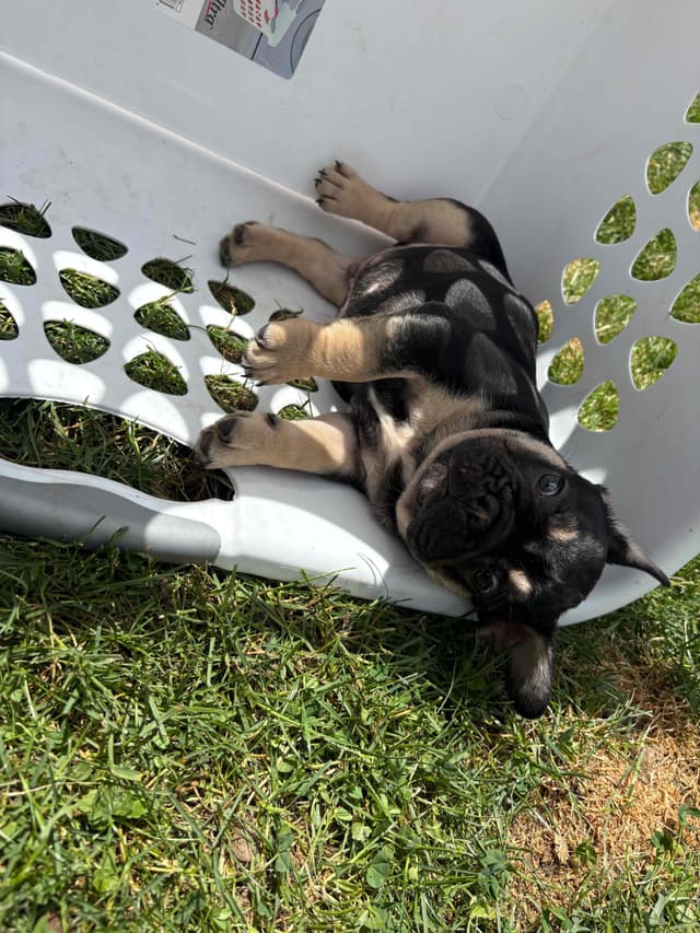 French Bulldog Puppies media 12