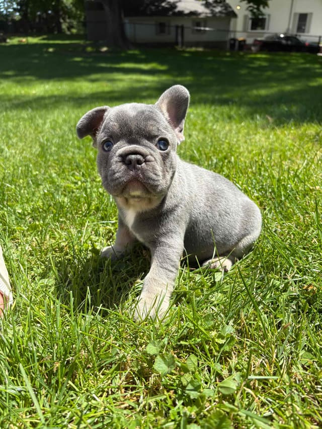 French Bulldog Puppies media 13