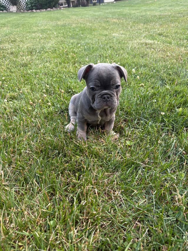 French Bulldog Puppies media 14