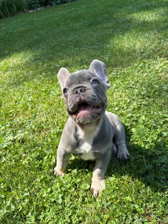 French Bulldog Puppies media 15