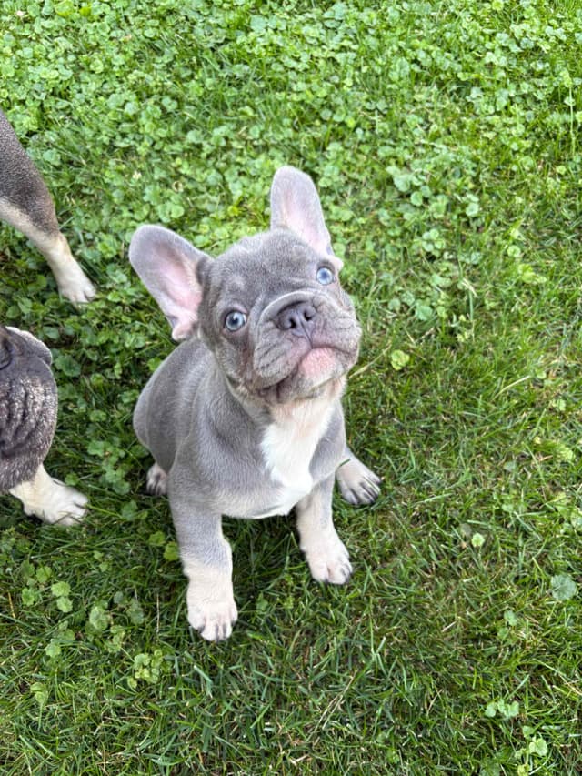 French Bulldog Puppies media 16