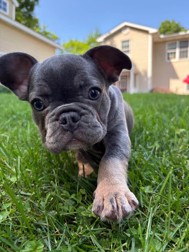 French Bulldog Puppies media 18