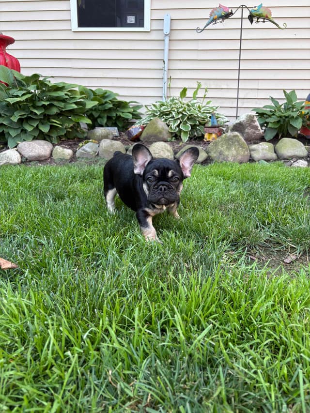 French Bulldog Puppies media 17