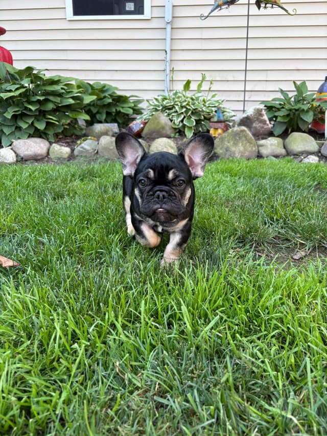 French Bulldog Puppies media 19