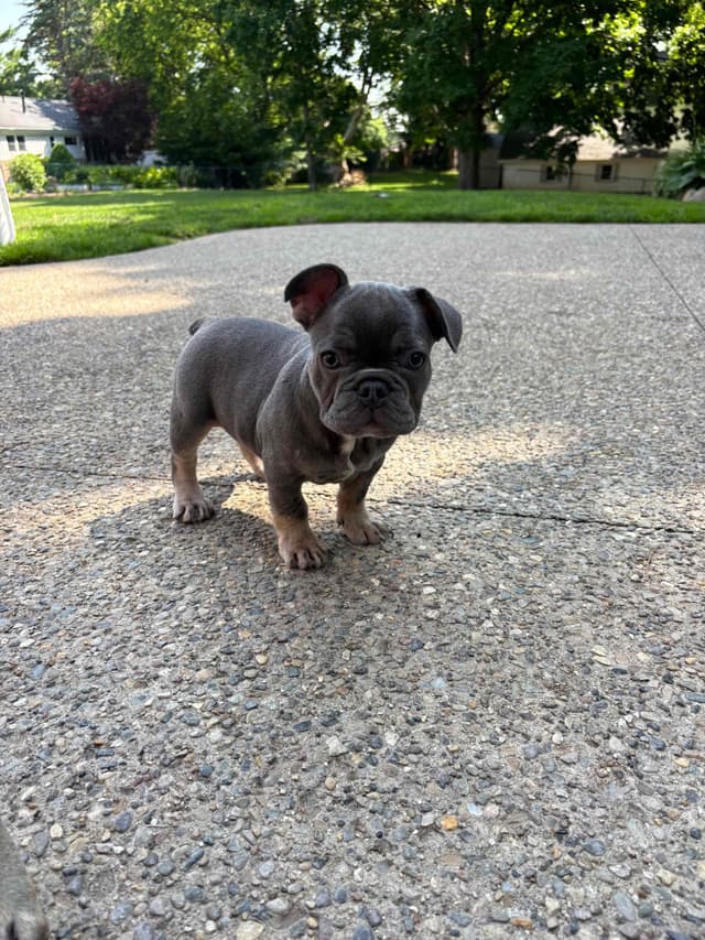 French Bulldog Puppies media 20